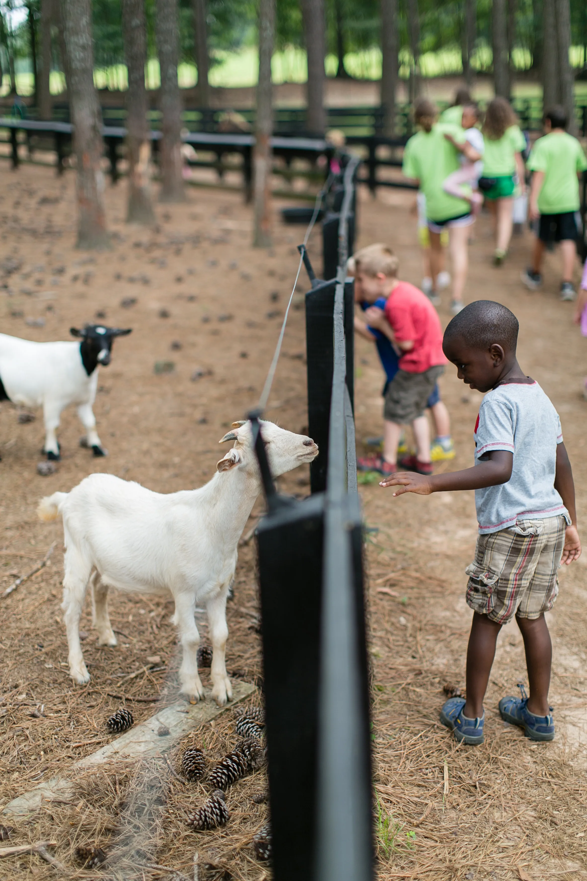 Child reaching out to a goat at Camp Serenbe